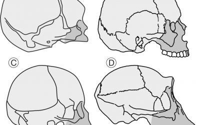 La UMA arroja nuevos datos sobre la evolución del cráneo humano